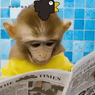 🚽 TIMES macaco, lendo, jornal, engraçado, fofo, animais telegram sticker