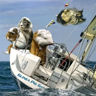 Морские свинки telegram stickers
