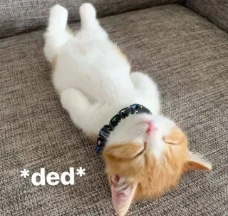 😂 *ded* chat, dormir, mignon, animal, chaton, drôle, animal de compagnie telegram sticker