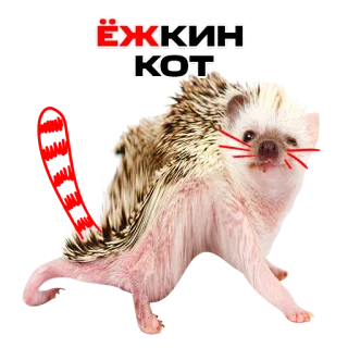 🤬 ЁЖКИН
КОТ hedgehog, cat, animal, funny, sticker, russian telegram sticker