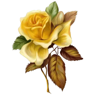 🌹 flower, yellow, rose, nature, floral, plant whatsapp sticker