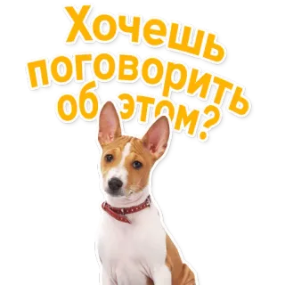 😮 Хочешь поговорить об этом? dog, basenji, talk, question, cute telegram sticker