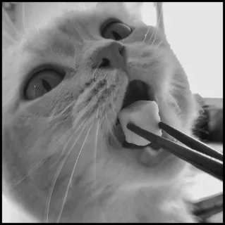 💮 gatto, bacchette, cibo, animale, mangiare, animale domestico telegram sticker