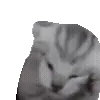 Cats Big Pack @TgEmojis telegram emojis 🐱