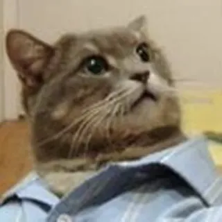 😂 gatto, maglietta, animale, animale domestico telegram sticker