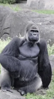 😍 gorilla, animal, primate, wildlife, nature telegram sticker