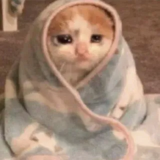 😮‍💨 gatto, gattino, triste, coperta, carino, animale domestico telegram sticker