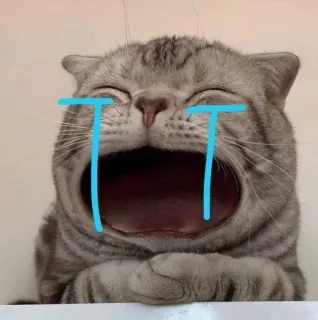 😿 cat, crying, tears, sad, meme, sticker telegram sticker