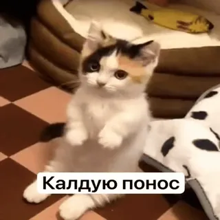 🪄 Калдую понос chat, chaton, mème, mignon, russe, humour, sort whatsapp sticker