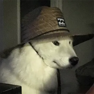 👨‍🌾 cane, cappello, animale, animale domestico, ritratto telegram sticker