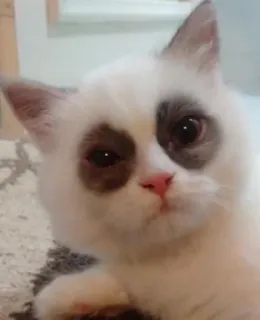 🥱 gatto, animale, animale domestico, carino, gatto bianco, animale da compagnia telegram sticker