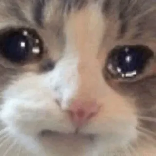 🥺 cat, sad, crying, meme, pet, animal telegram sticker