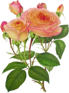 🌺 ดอกไม้, กุหลาบ, พืช, ลายดอก, กุหลาบ telegram sticker