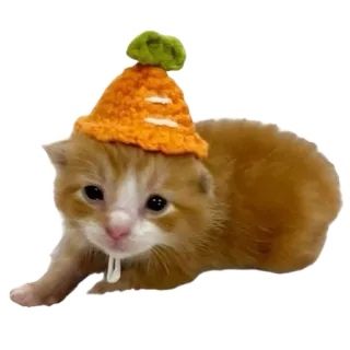 😴 cat, kitten, carrot hat, animal, cute, pet telegram sticker