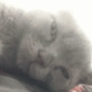 🌟 gato, fofo, animal, animal de estimação, dormindo, cinza whatsapp sticker