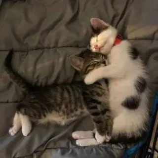 🤗 кошки, котята, животные, милые, спящие, обнимаются, питомцы telegram sticker