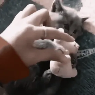 ♟ кот, котёнок, животное, питомец, милый, играющий, игрушка, очаровательный telegram sticker