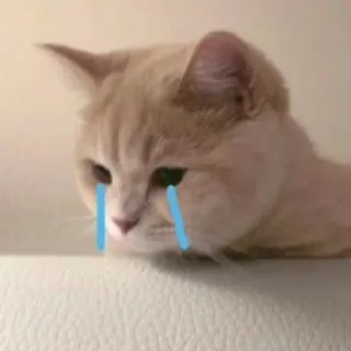 😭 Katze, weinen, traurig, Tier, Tränen, Kätzchen whatsapp sticker