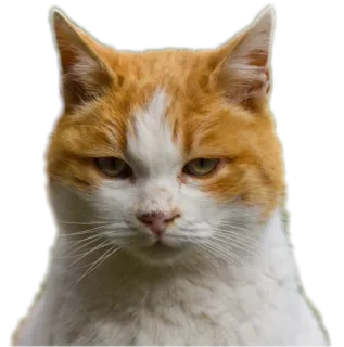 😒 gatto, gatto arancione, gatto bianco, animale domestico, animale, animale domestico whatsapp sticker
