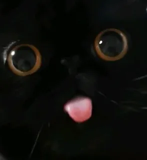 😛 Katze, schwarze Katze, Tier, Haustier, Zunge, süß, Augen telegram sticker