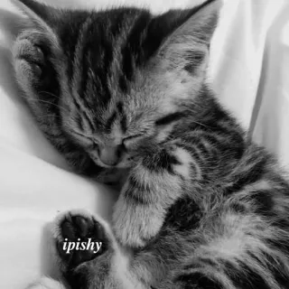 🕸 ipishy 小猫, 猫, 睡觉, 动物, 宠物, 可爱, 条纹 telegram sticker