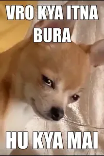 😭 VRO KYA ITNA BURA HU KYA MAI chihuahua, dog, sad, meme, funny, crying, emotional telegram sticker