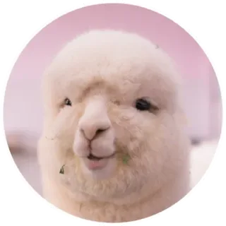 🙂 alpaca, llama, animal, cute, mammal whatsapp sticker