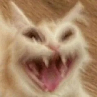 🤍 gato, engraçado, animal, meme, assustador, zangado, boca aberta telegram sticker
