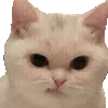 🐱
