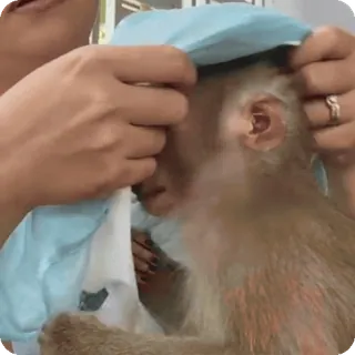 🪷 mono, animal, primate, mamífero whatsapp sticker