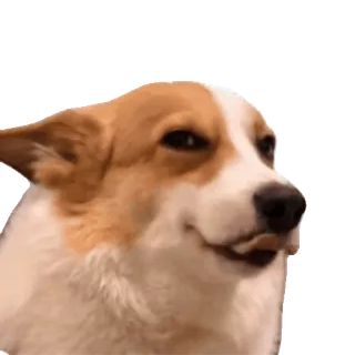 😉 dog, corgi, animal, meme telegram sticker