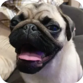 🐶 telegram sticker