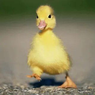 🐥 pato, animal, fofo, amarelo, pássaro telegram sticker