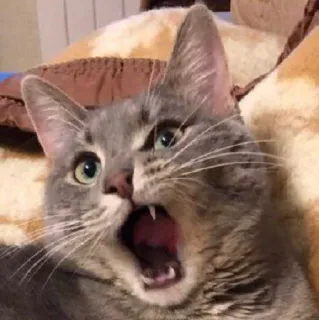😵 Katze, Katzenartig, überrascht, Tier, Haustier, Säugetier telegram sticker