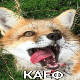 😝 КАЕФ raposa, animal, feliz, meme, texto, russo, piada, divertido telegram sticker