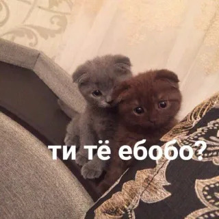 🙄 ти тё ебобо? кошки, котята, русский, обидный, мем, милые telegram sticker