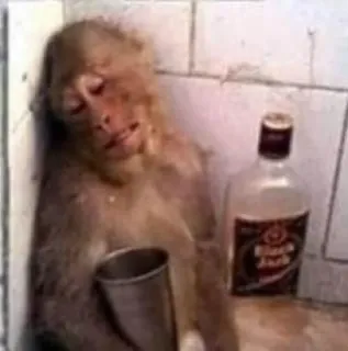 🐵 monyet, mabuk, alkohol, binatang, botol, humor telegram sticker