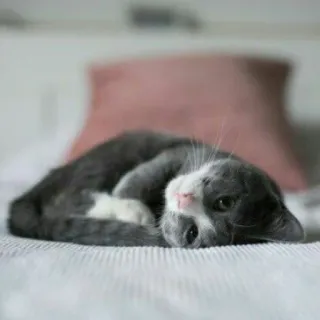 😺 chat, animal de compagnie, animal, chat gris, animal domestique, couché, intérieur, mignon telegram sticker