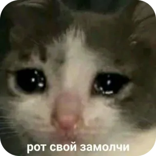 👄 рот свой замолчи chat, pleure, mème, russe, triste telegram sticker