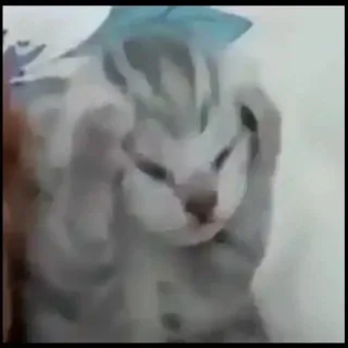🤬 猫, 小猫, 动物, 可爱, 宠物 telegram sticker