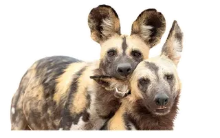 👯‍♀️ Likaony, Psy drapieżne, Dzikie zwierzęta, Zwierzęta, Psy, Ssaki telegram sticker