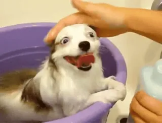 🌟 dog, puppy, bath, cute, animal, domestic, clean telegram sticker