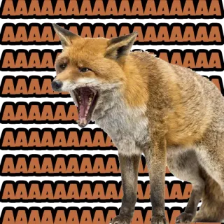 😱 AAAAAAAAAAAAA Fuchs, Tier, Meme, Schrei, Wildtier whatsapp sticker