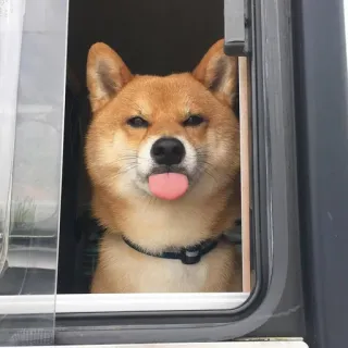 😛 anjing, shiba inu, binatang, lidah, hewan peliharaan, jendela whatsapp sticker