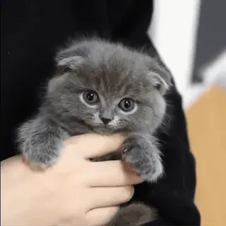 🐱 gatito, gato, animal, lindo, mascota, gato gris, Scottish Fold whatsapp sticker