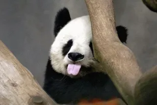 😙 Panda, Animal, Fofo, Língua, Engraçado, Mamífero telegram sticker