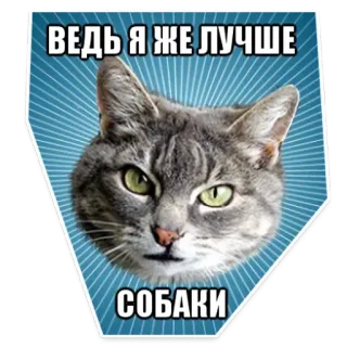 😠 ВЕДЬ Я ЖЕ ЛУЧШЕ
СОБАКИ gato, meme, gracioso, mascota, animal telegram sticker