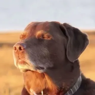 😊 dog, brown dog, calm, peaceful, animal, eyes closed, pet telegram sticker