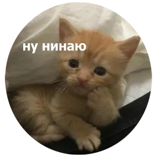 😒 ну инаю kat, kitten, denken, schattig, meme whatsapp sticker