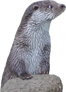 👀 Wydra, Zwierzę, Ssaki, Dzikie zwierzęta, Wydra rzeczna telegram sticker